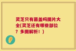 灵芝只有菌盖吗图片大全(灵芝还有哪些部位？多图解析！)