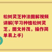 松树灵芝种法图解视频讲解(学习种植松树灵芝，图文并茂，操作简单易上手)