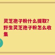 灵芝孢子粉什么提取？野生灵芝孢子粉怎么收集