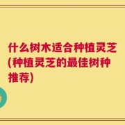 什么树木适合种植灵芝(种植灵芝的最佳树种推荐)