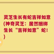 灵芝生长有蛇吉祥如意(神奇灵芝：居然捆绑生长“吉祥如意”蛇！)