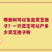 哪些树可以生出灵芝孢子？一只灵芝可以产多少灵芝孢子粉