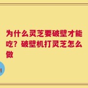 为什么灵芝要破壁才能吃？破壁机打灵芝怎么做