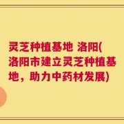 灵芝种植基地 洛阳(洛阳市建立灵芝种植基地，助力中药材发展)