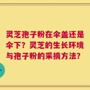 灵芝孢子粉在伞盖还是伞下？灵芝的生长环境与孢子粉的采摘方法？