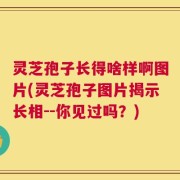 灵芝孢子长得啥样啊图片(灵芝孢子图片揭示长相--你见过吗？)