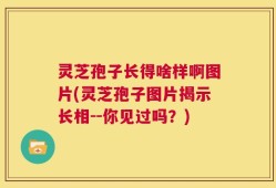 灵芝孢子长得啥样啊图片(灵芝孢子图片揭示长相--你见过吗？)