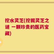 挖水灵芝(挖掘灵芝之谜 一颗珍贵的医药宝藏)