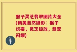 猴子灵芝翡翠图片大全(精美自然摄影：猴子玩耍，灵芝绽放，翡翠闪耀)