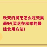 秋天的灵芝怎么吃效果最好(灵芝在秋季的最佳食用方法)