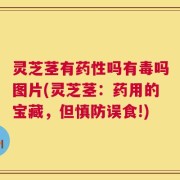 灵芝茎有药性吗有毒吗图片(灵芝茎：药用的宝藏，但慎防误食!)
