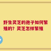 野生灵芝的孢子如何繁殖的？灵芝怎样繁殖