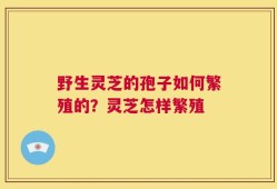 野生灵芝的孢子如何繁殖的？灵芝怎样繁殖