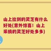 山上捡到的灵芝有什么好处(意外惊喜！山上采摘的灵芝好处多多)