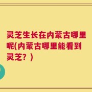灵芝生长在内蒙古哪里呢(内蒙古哪里能看到灵芝？)