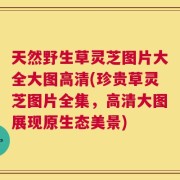 天然野生草灵芝图片大全大图高清(珍贵草灵芝图片全集，高清大图展现原生态美景)