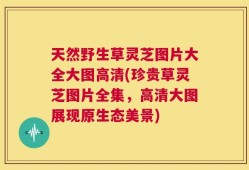 天然野生草灵芝图片大全大图高清(珍贵草灵芝图片全集，高清大图展现原生态美景)
