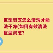 巨型灵芝怎么清洗才能洗干净(如何有效清洗巨型灵芝？