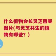什么植物会长灵芝菌呢图片(与灵芝共生的植物有哪些？)