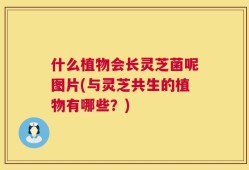 什么植物会长灵芝菌呢图片(与灵芝共生的植物有哪些？)