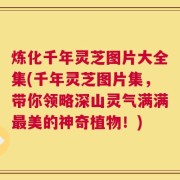 炼化千年灵芝图片大全集(千年灵芝图片集，带你领略深山灵气满满最美的神奇植物！)