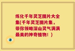炼化千年灵芝图片大全集(千年灵芝图片集，带你领略深山灵气满满最美的神奇植物！)