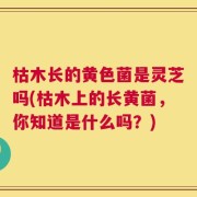 枯木长的黄色菌是灵芝吗(枯木上的长黄菌，你知道是什么吗？)
