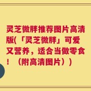 灵芝微胖推荐图片高清版(「灵芝微胖」可爱又营养，适合当做零食！（附高清图片）)