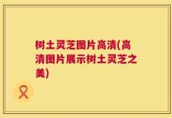 树土灵芝图片高清(高清图片展示树土灵芝之美)