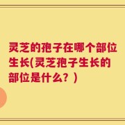 灵芝的孢子在哪个部位生长(灵芝孢子生长的部位是什么？)