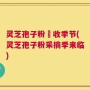 灵芝孢子粉釆收季节(灵芝孢子粉采摘季来临)