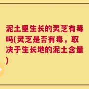 泥土里生长的灵芝有毒吗(灵芝是否有毒，取决于生长地的泥土含量)