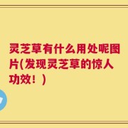灵芝草有什么用处呢图片(发现灵芝草的惊人功效！)