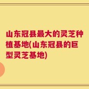 山东冠县最大的灵芝种植基地(山东冠县的巨型灵芝基地)