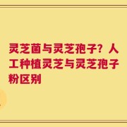 灵芝菌与灵芝孢子？人工种植灵芝与灵芝孢子粉区别