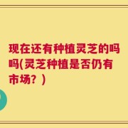 现在还有种植灵芝的吗吗(灵芝种植是否仍有市场？)