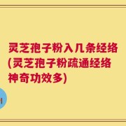 灵芝孢子粉入几条经络(灵芝孢子粉疏通经络神奇功效多)