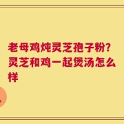 老母鸡炖灵芝孢子粉？灵芝和鸡一起煲汤怎么样
