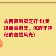 去西藏到灵芝打卡(走进西藏灵芝，沉醉于神秘的自然风光)