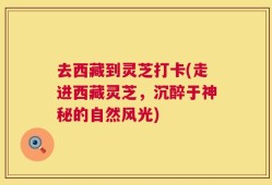 去西藏到灵芝打卡(走进西藏灵芝，沉醉于神秘的自然风光)