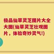 极品仙草灵芝图片大全大图(仙草灵芝壮观图片，体验奇妙灵气!)