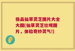 极品仙草灵芝图片大全大图(仙草灵芝壮观图片，体验奇妙灵气!)