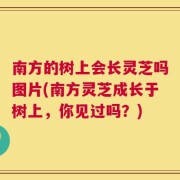 南方的树上会长灵芝吗图片(南方灵芝成长于树上，你见过吗？)