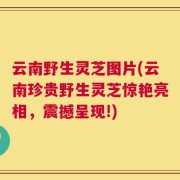 云南野生灵芝图片(云南珍贵野生灵芝惊艳亮相，震撼呈现!)