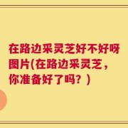 在路边采灵芝好不好呀图片(在路边采灵芝，你准备好了吗？)