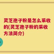 灵芝孢子粉是怎么采收的(灵芝孢子粉的采收方法简介)
