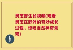 灵芝野生长视频(观看灵芝在野外的奇妙成长过程，惊叹自然神奇景观)