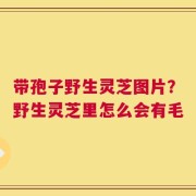 带孢子野生灵芝图片？野生灵芝里怎么会有毛
