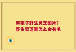 带孢子野生灵芝图片？野生灵芝里怎么会有毛