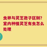 虫卵与灵芝孢子区别？室内种植灵芝有虫怎么处理